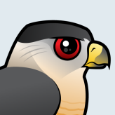 Cooper's Hawk