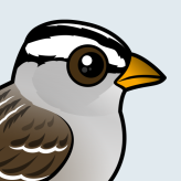 White-crowned Sparrow