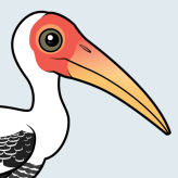 Painted Stork