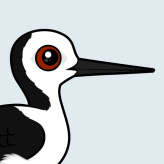 Pied Stilt