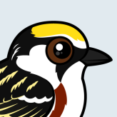 Chestnut-sided Warbler