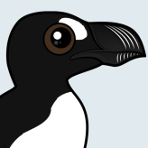 Great Auk