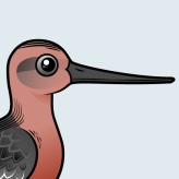 Bar-tailed Godwit