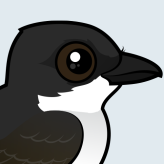 Eastern Kingbird