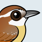 Carolina Wren