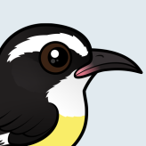 Bananaquit