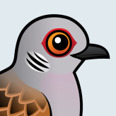 European Turtle Dove
