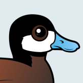 Ruddy Duck