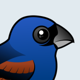 Blue Grosbeak