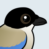 Iberian Magpie