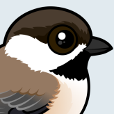 Gray-headed Chickadee