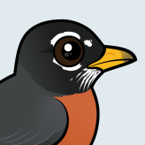 American Robin