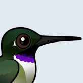 Black-chinned Hummingbird