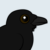 Common Raven