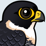 Bat Falcon