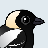 Bobolink