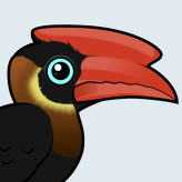 Rufous Hornbill