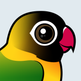 Yellow-collared Lovebird