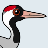 Common Crane