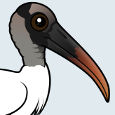 Wood Stork