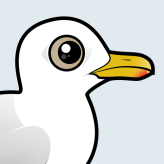 Iceland Gull