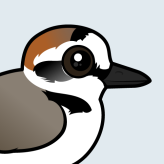 Kentish Plover