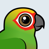 Golden-capped Parakeet
