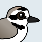 Snowy Plover