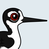 Black-necked Stilt