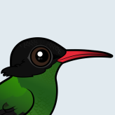 Red-billed Streamertail