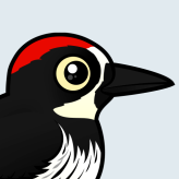 Acorn Woodpecker