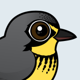 Canada Warbler