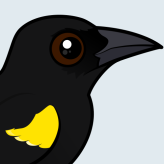 Yellow-shouldered Blackbird