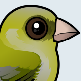 European Greenfinch