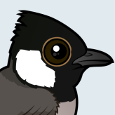 White-eared Bulbul