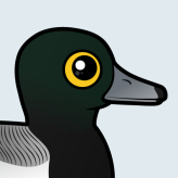 Greater Scaup