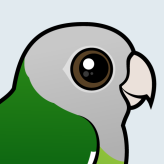 Gray-headed Lovebird