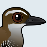 Guam Rail