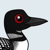 Common Loon