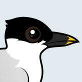 Sandwich Tern
