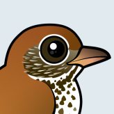 Wood Thrush