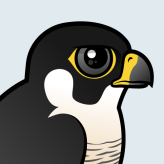 Peregrine Falcon