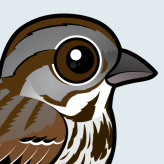Song Sparrow