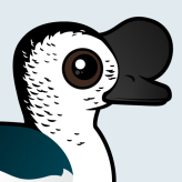 Knob-billed Duck