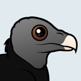 American Black Vulture