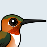 Rufous Hummingbird