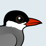 Whiskered Tern