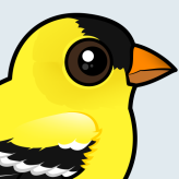 American Goldfinch