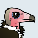 Hooded Vulture