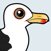 Great Black-backed Gull